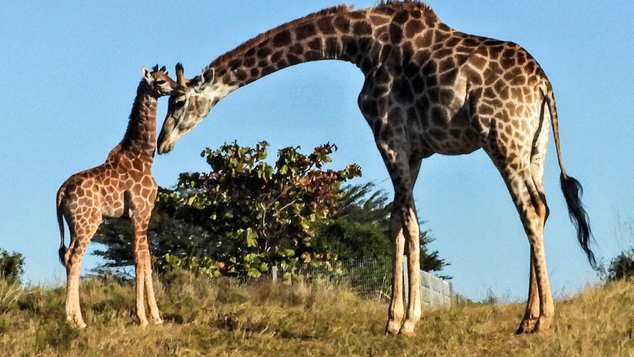 Photo of Others in Hluhluwe