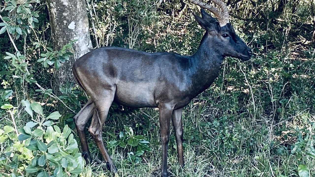 Photo of Others in Hluhluwe