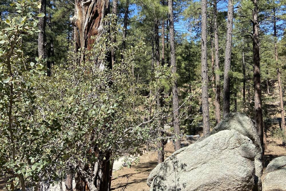 Photo of Outdoor in Highland Pines