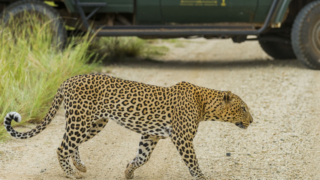 Photo of Others in Madikwe Game Reserve