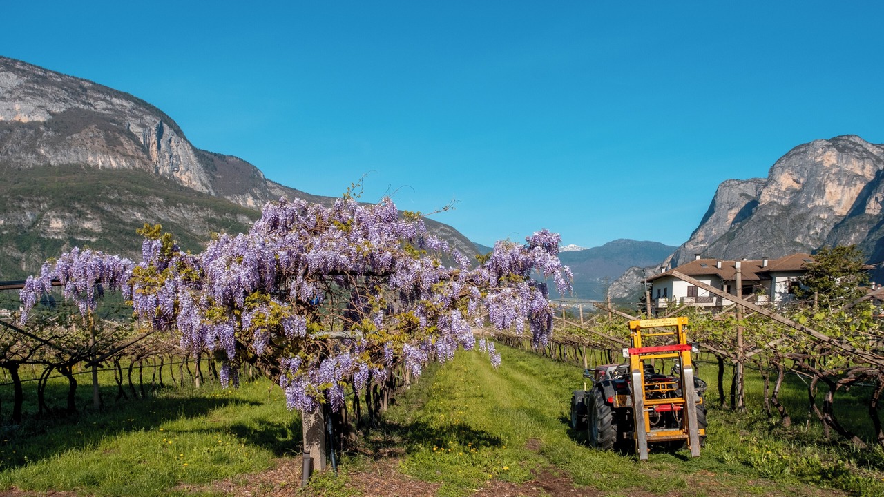 Photo of Outdoor in Mezzocorona