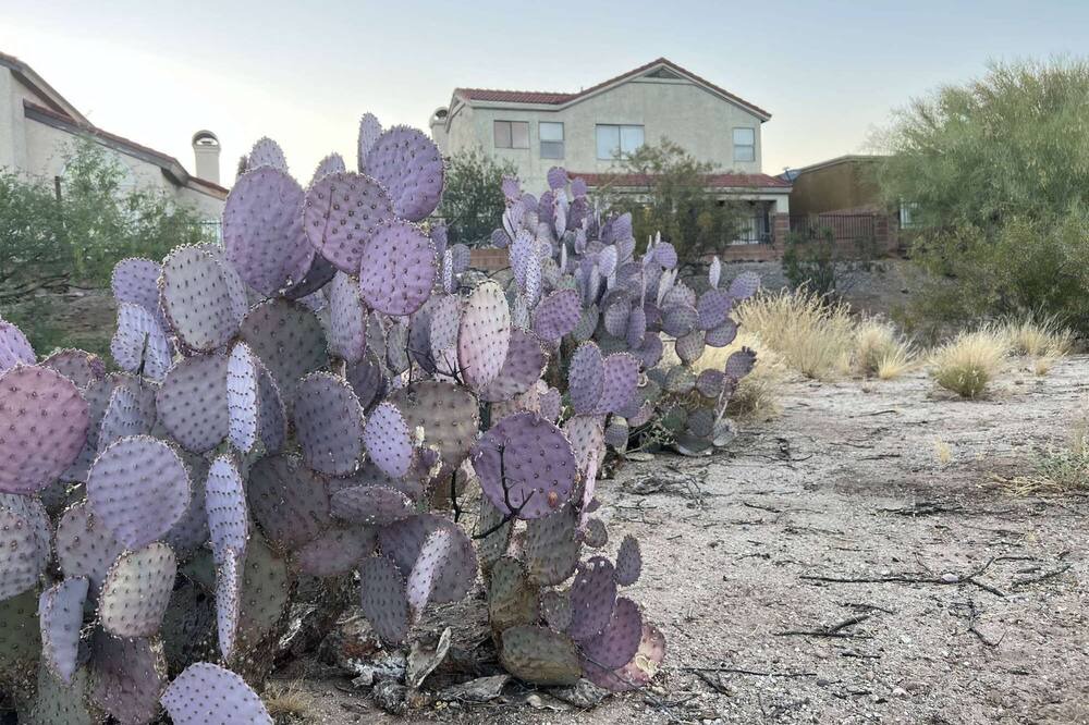Photo of Others in Oro Valley