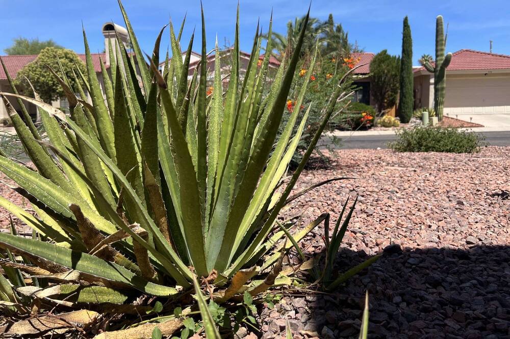 Photo of Others in Oro Valley