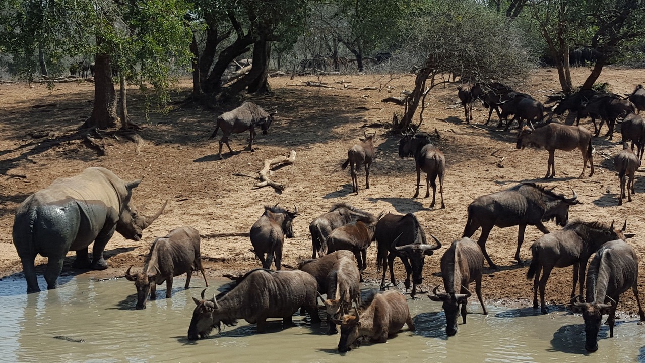 Photo of Others in Hluhluwe