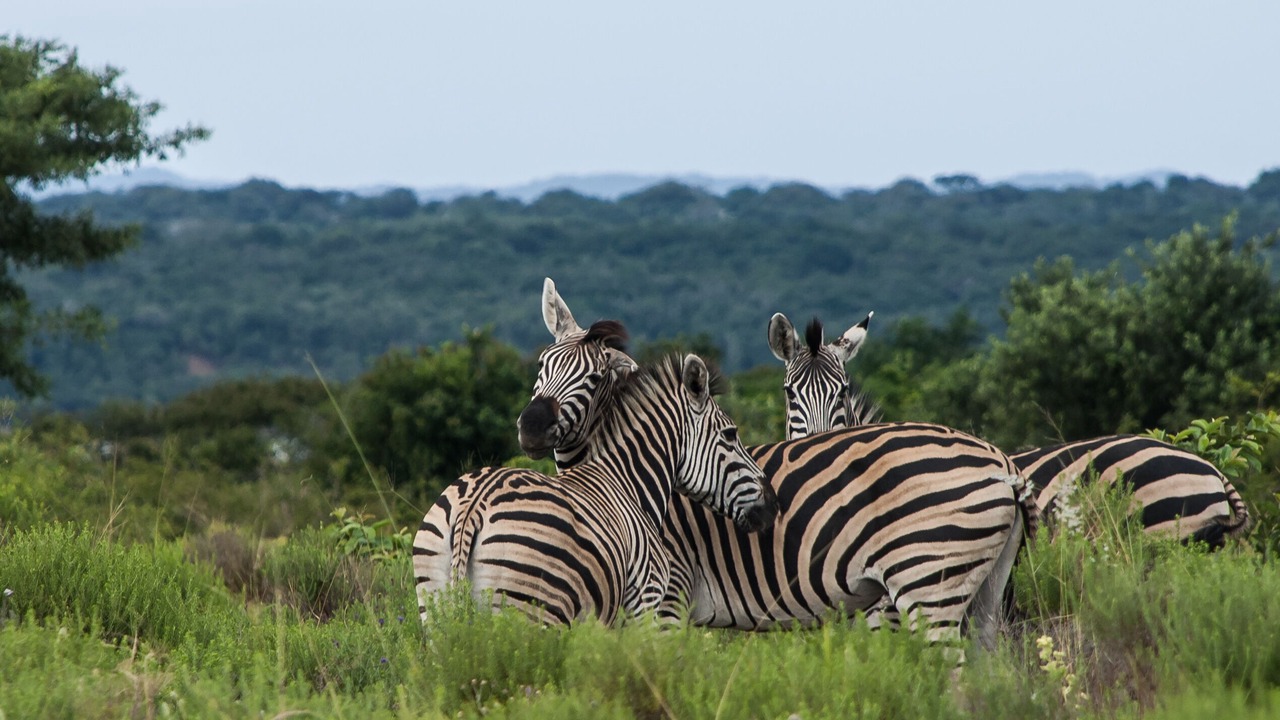 Photo of Outdoor in Hluhluwe