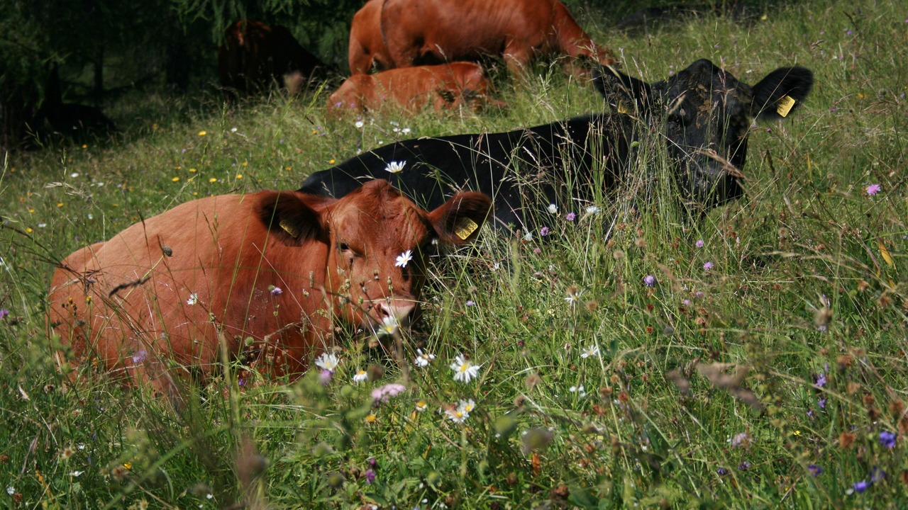 Photo of Outdoor in Aldino