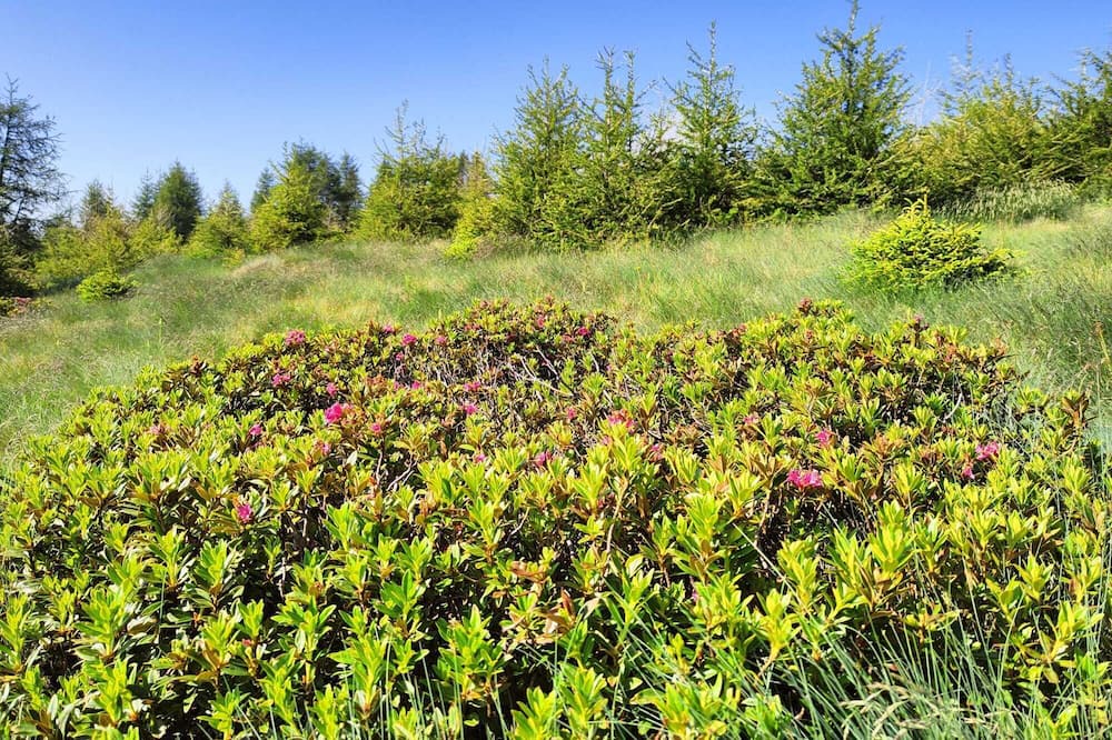 Photo of Outdoor in Sant'Orsola Terme
