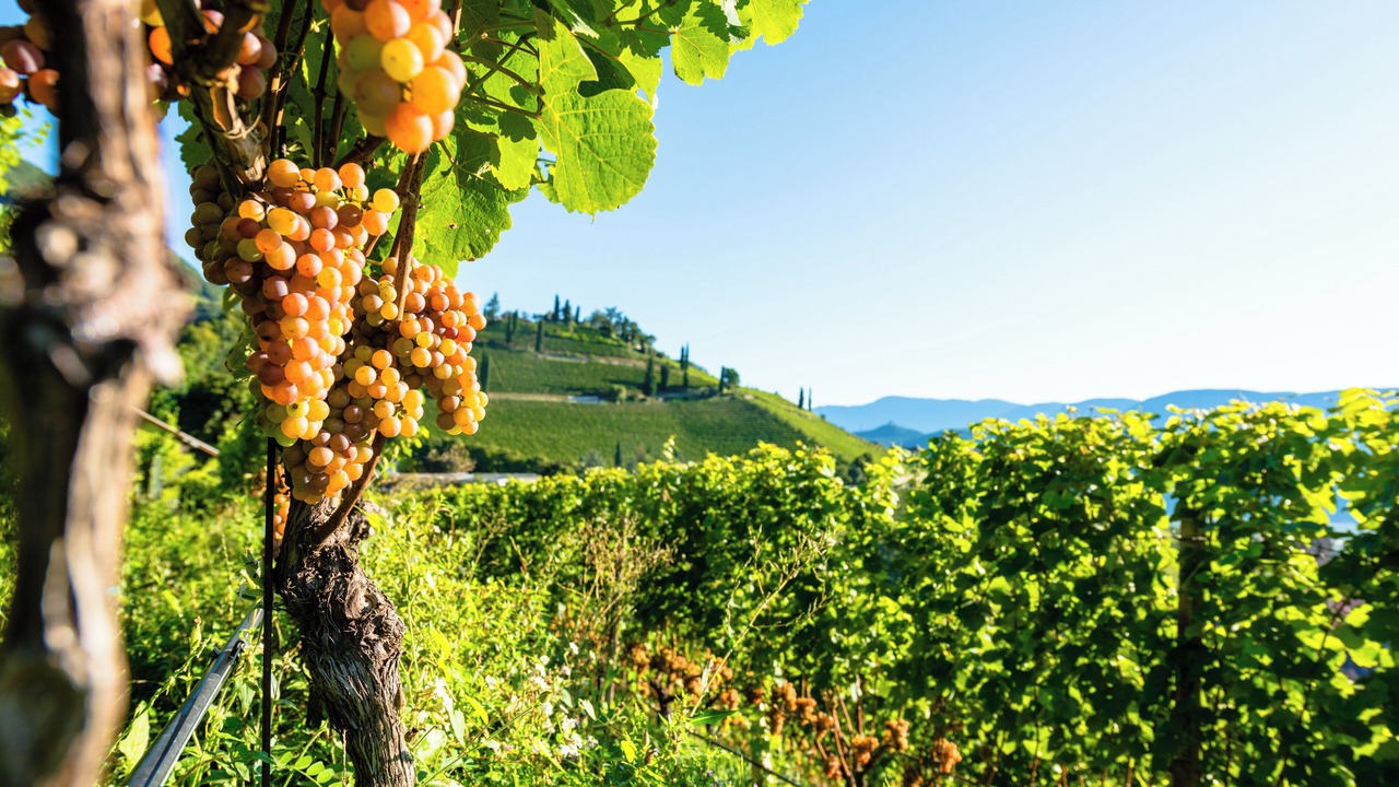 Photo of Others in Tramin