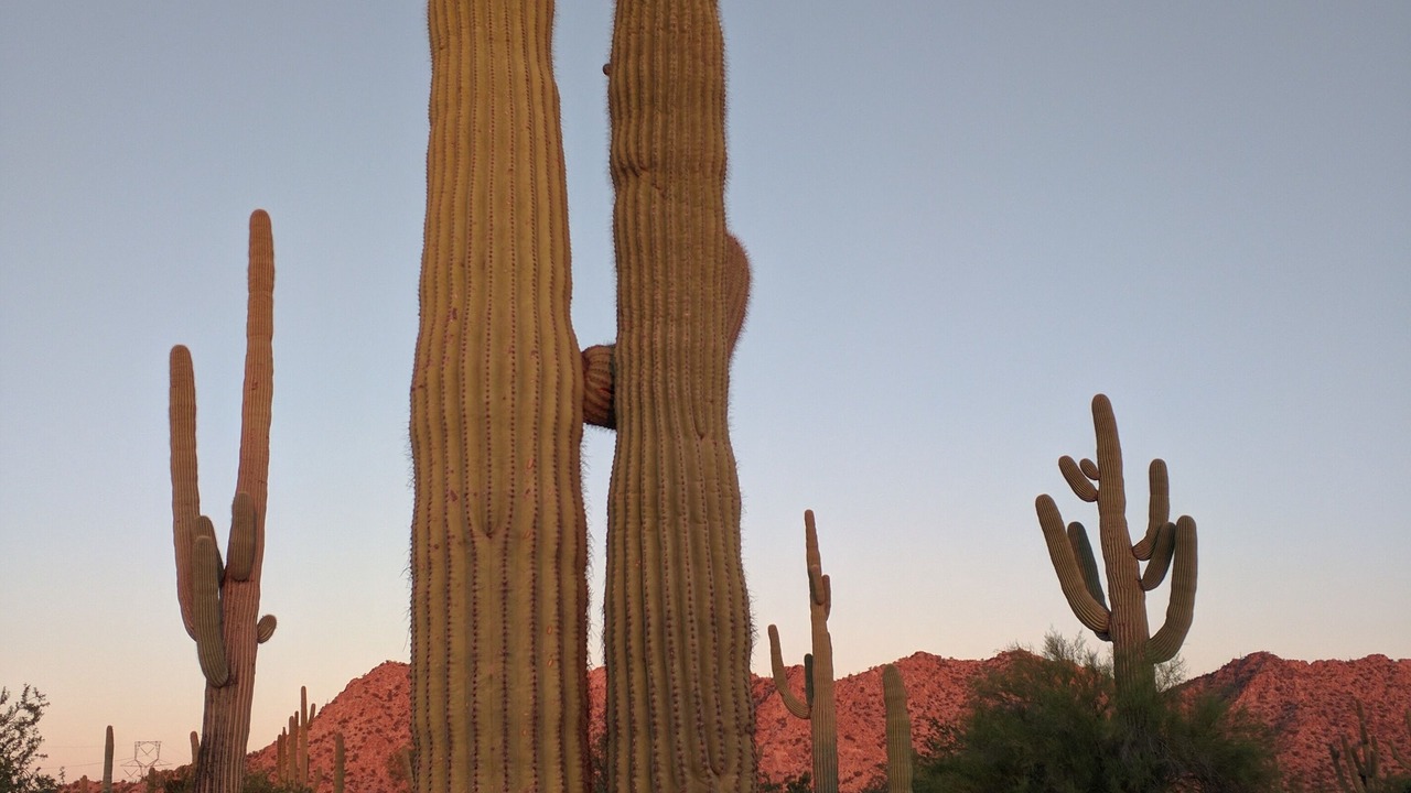 Photo of Others in Maricopa