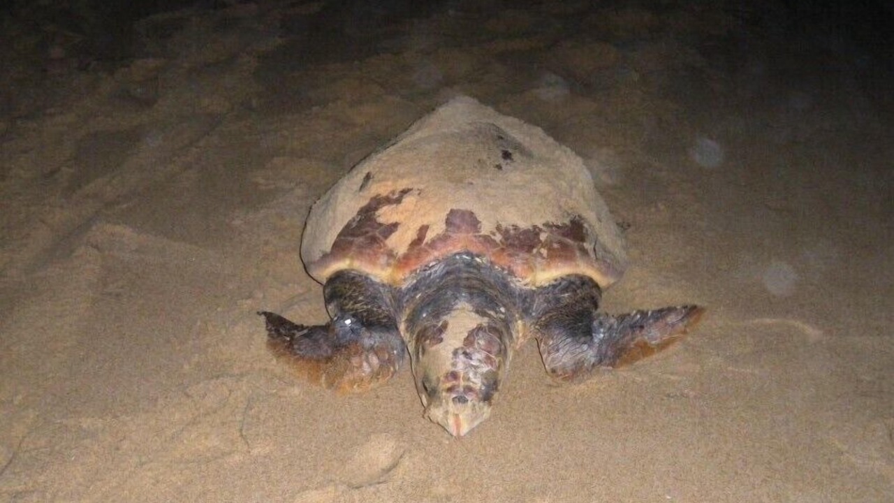 Photo of Others in St. Lucia