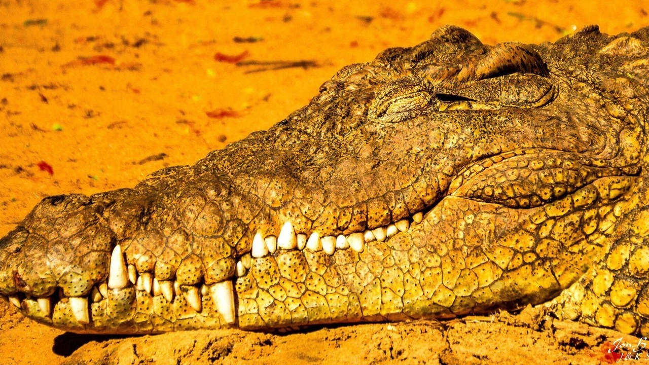 Photo of Others in St. Lucia