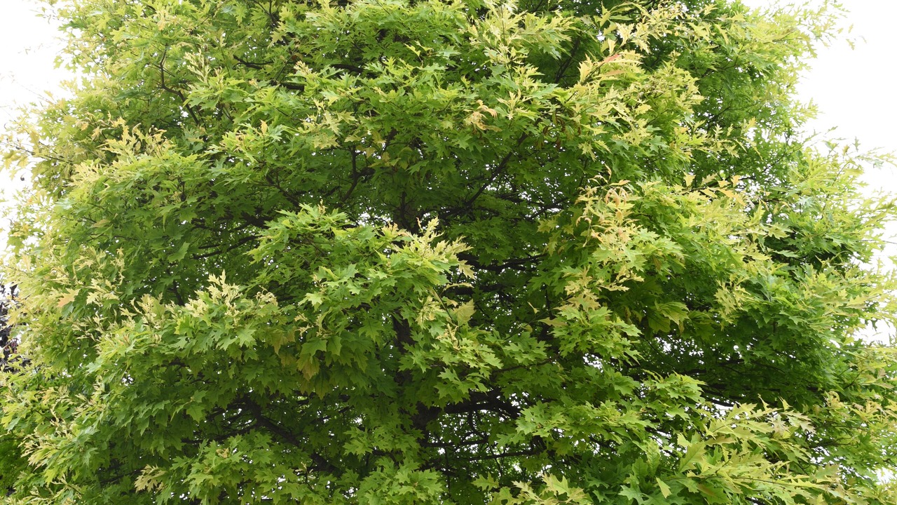 Photo of Outdoor in Tassullo