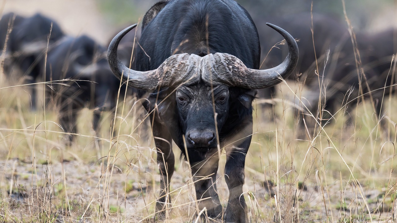 Photo of Others in Ulundi