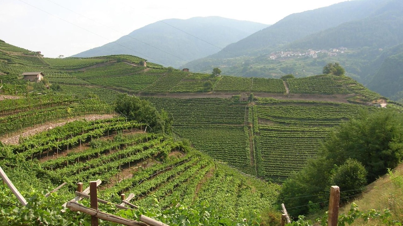 Photo of Outdoor in Faver