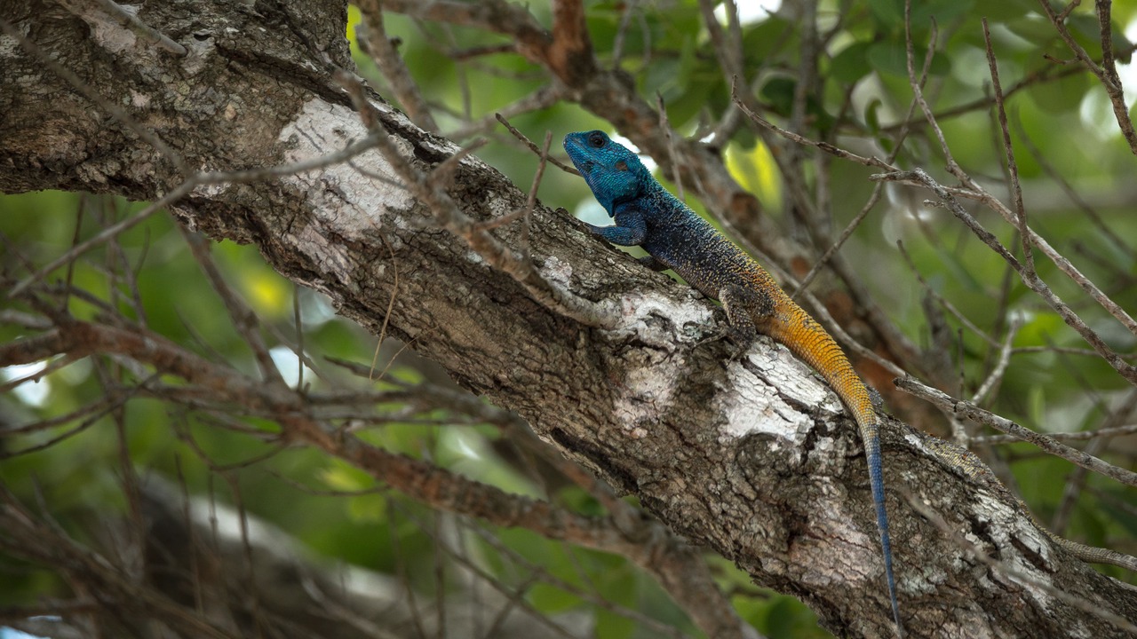 Photo of Outdoor in Manguzi