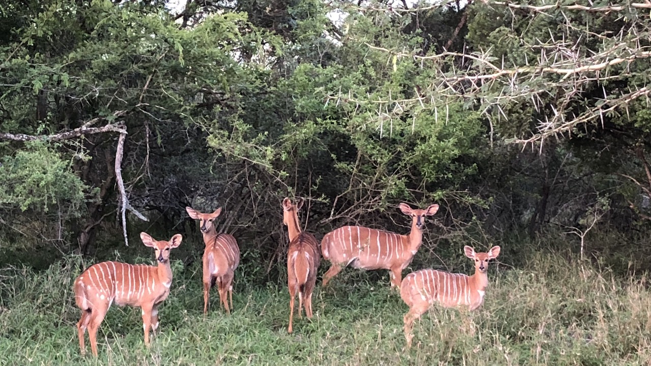 Photo of Others in Jozini