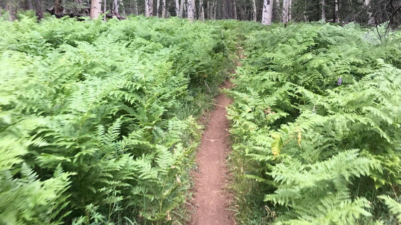 Photo of Outdoor in Fort Valley