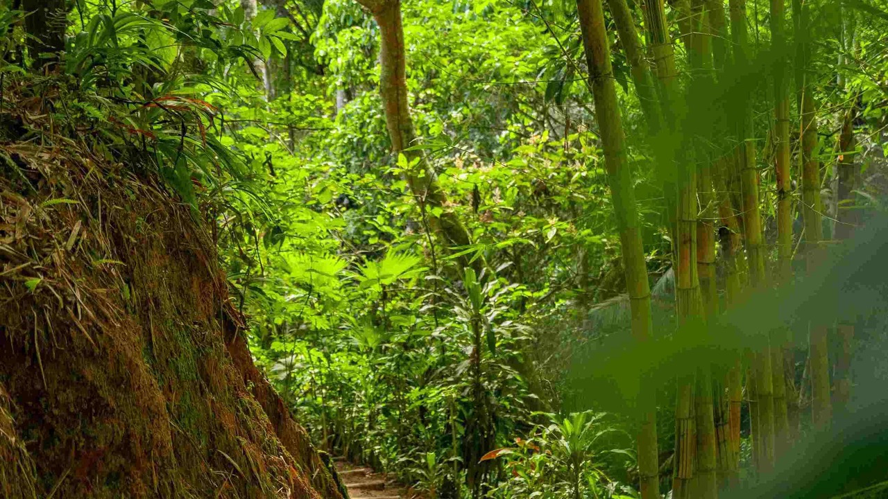 Photo of Outdoor in Moyobamba