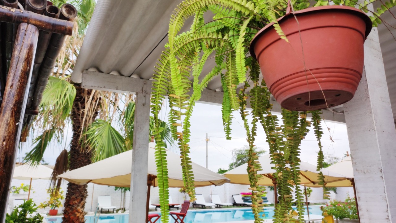 Photo of Outdoor in Manuel Antonio Mesones Muro