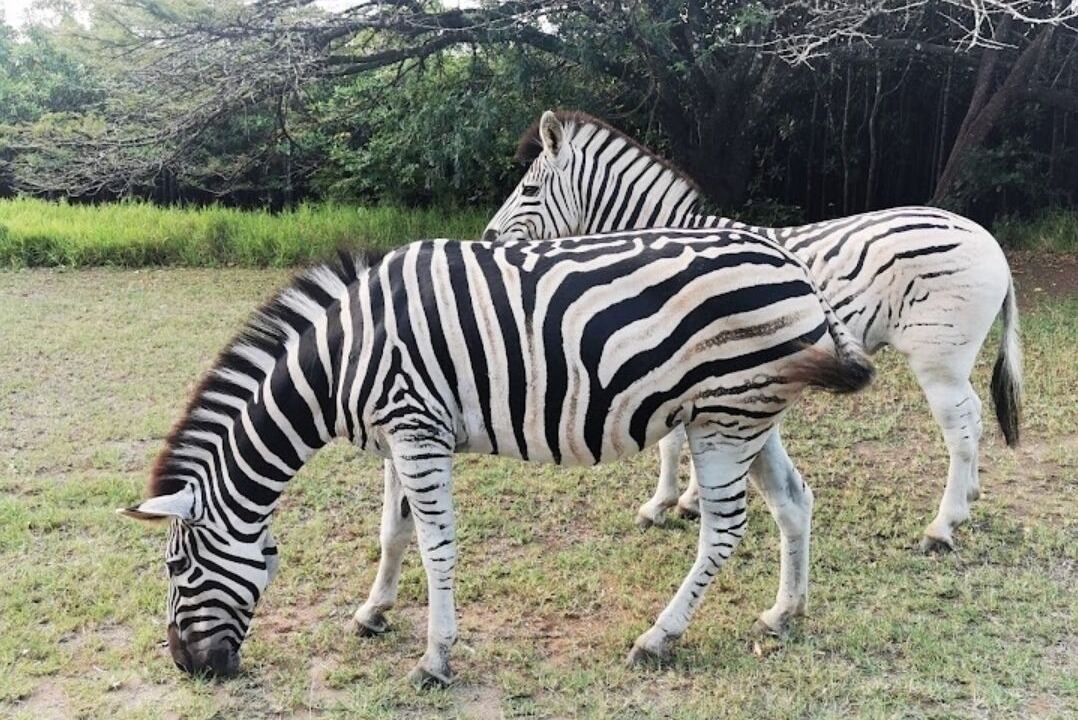 Photo of Others in Mtunzini