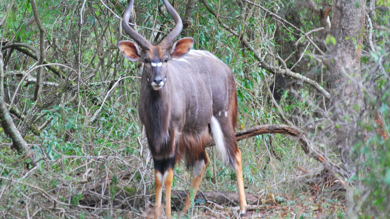 Photo of Others in Hluhluwe