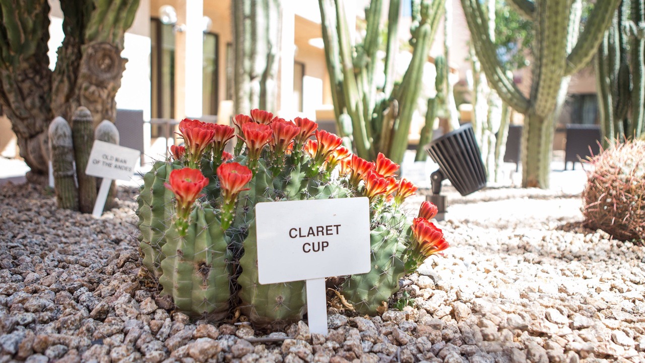 Photo of Outdoor in Mesa
