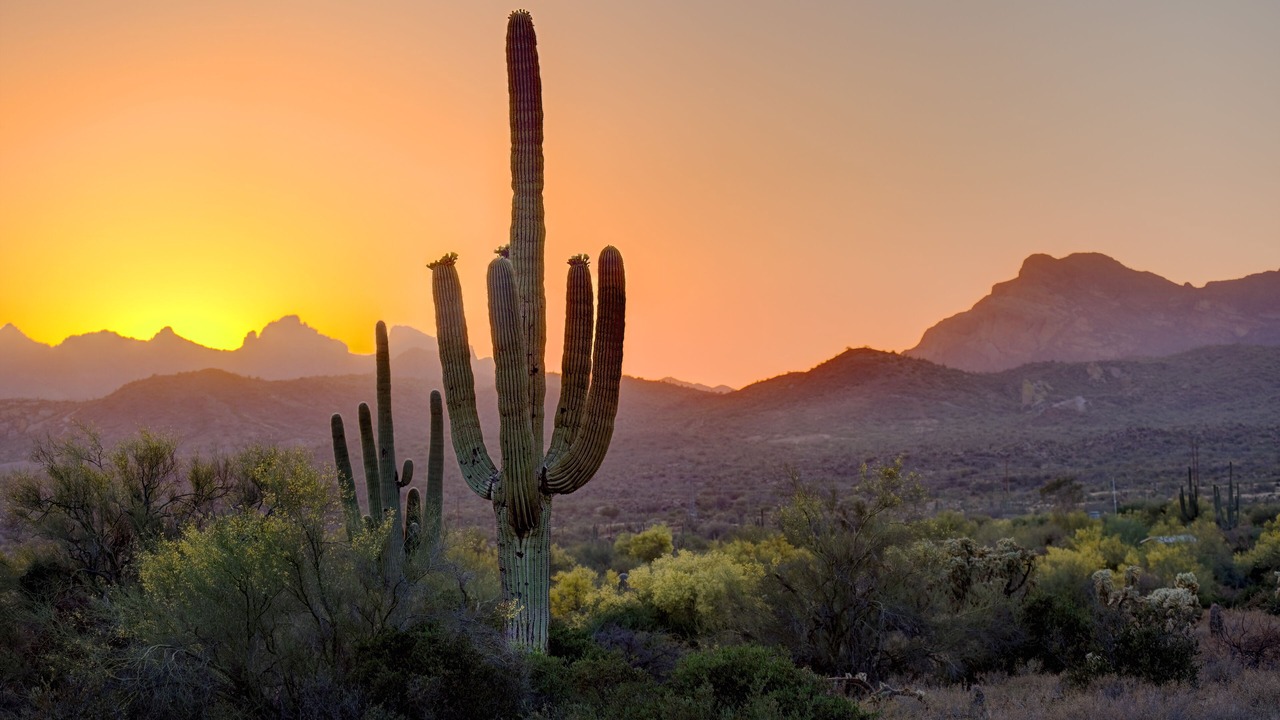 Photo of Others in Mesa
