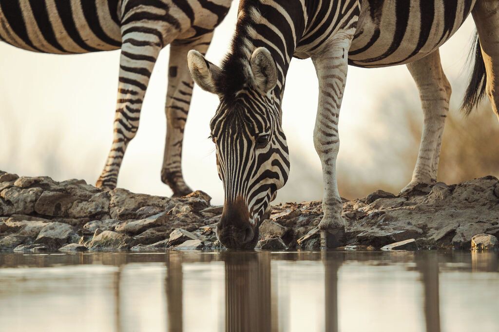 Photo of Others in Madikwe Game Reserve