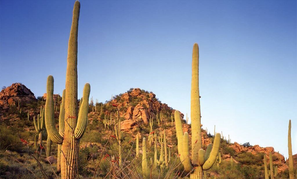 Photo of Others in Scottsdale Links