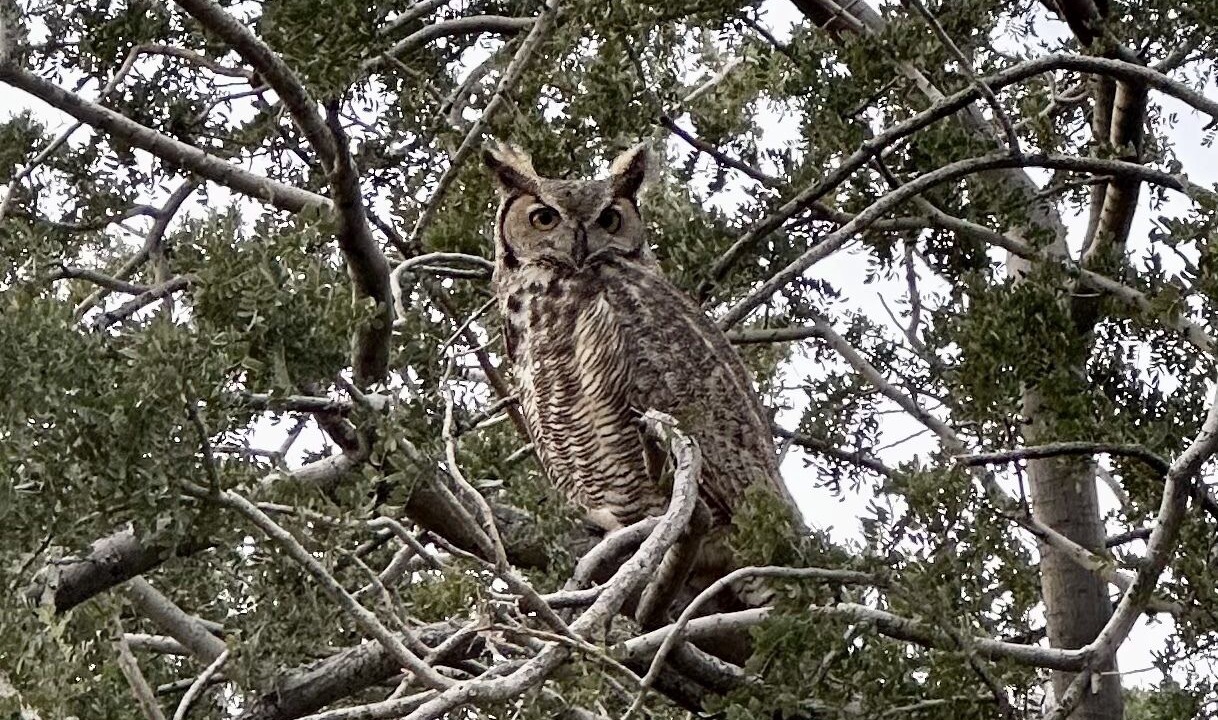 Photo of Others in Apache Junction