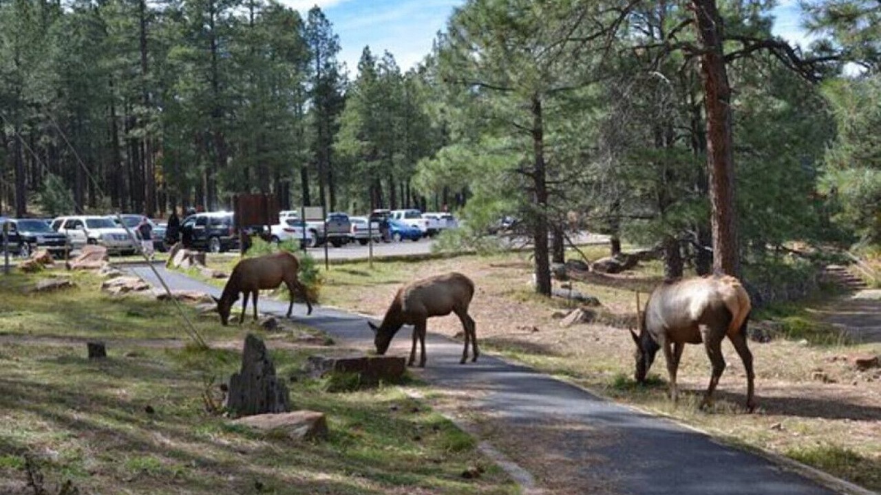 Photo of Others in Kohls Ranch