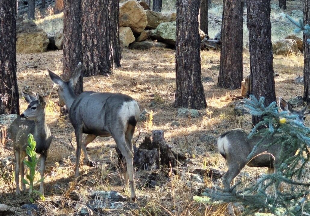 Photo of Others in Fort Valley