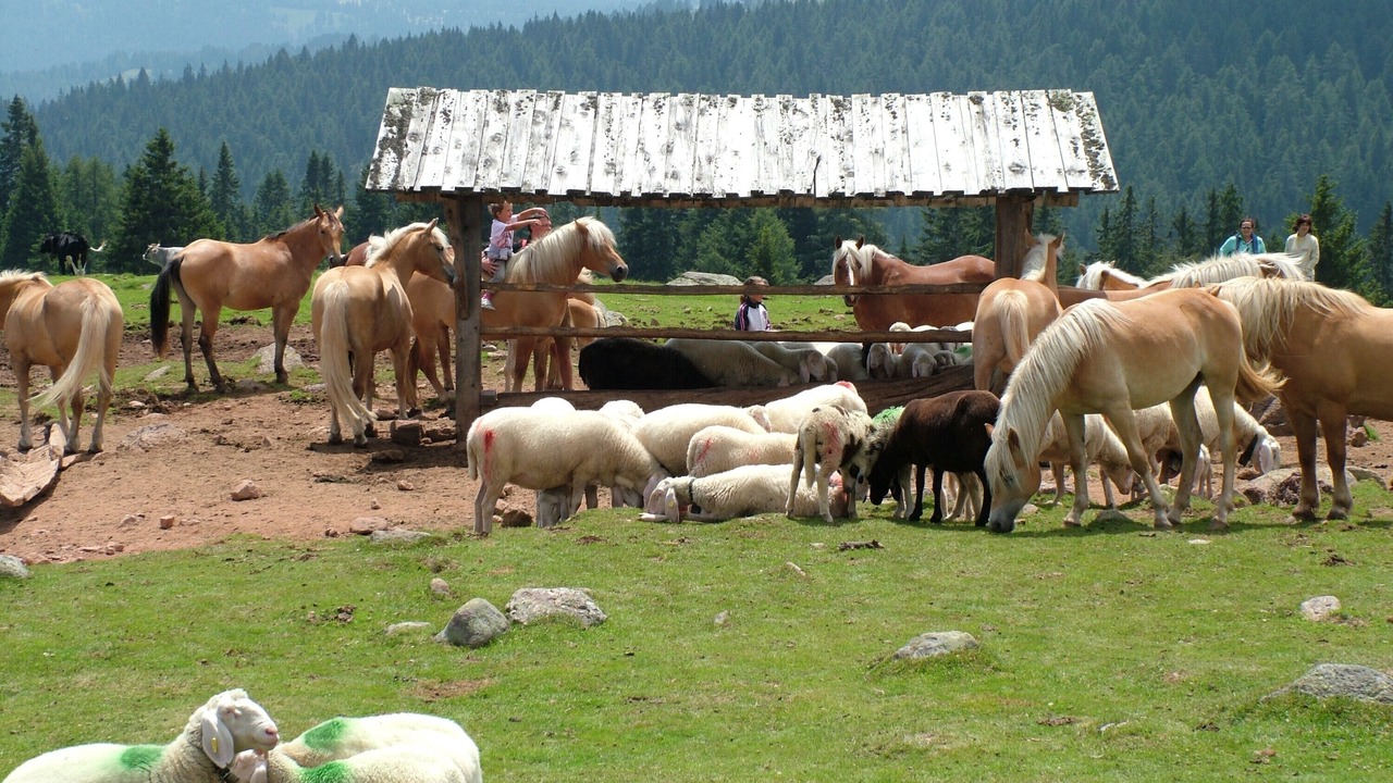 Photo of Others in Meltina