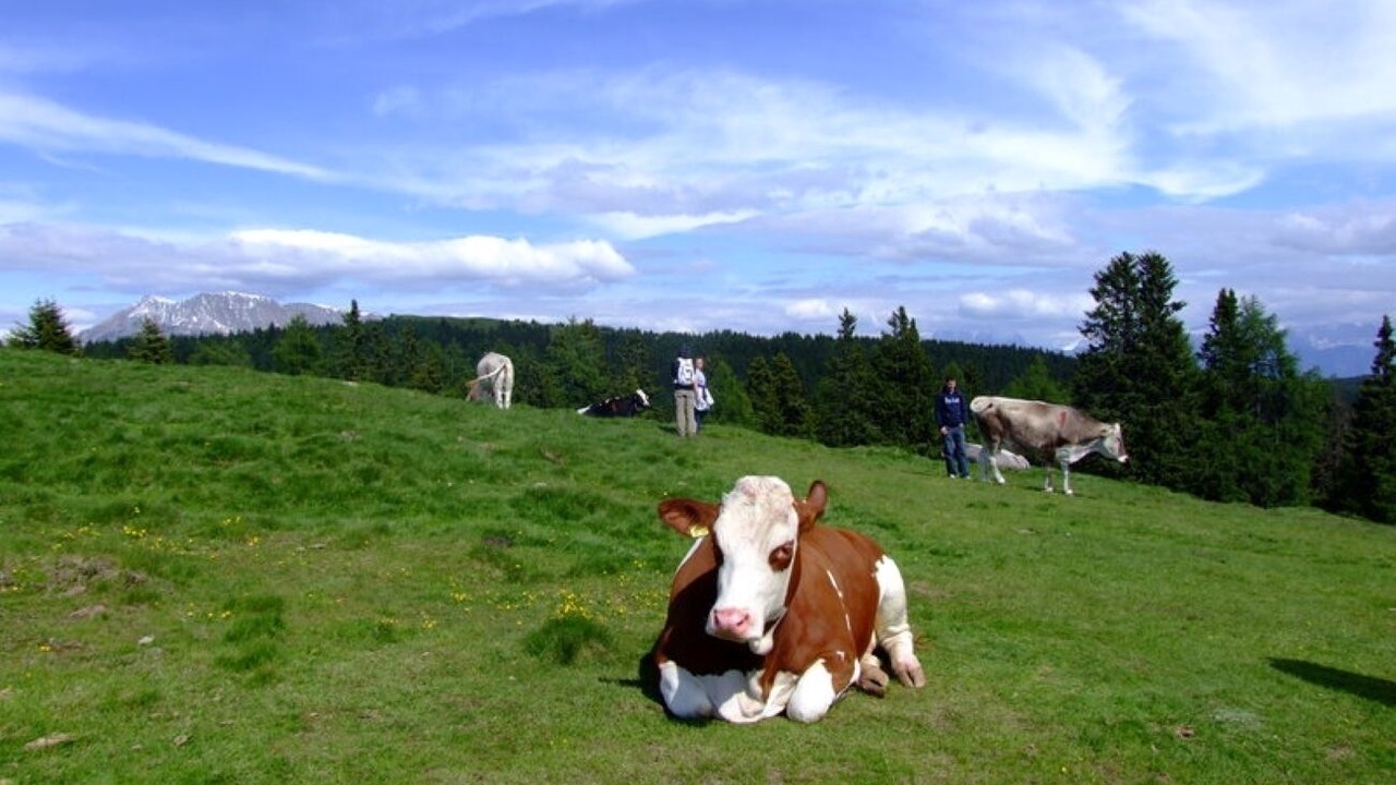 Photo of Others in Meltina