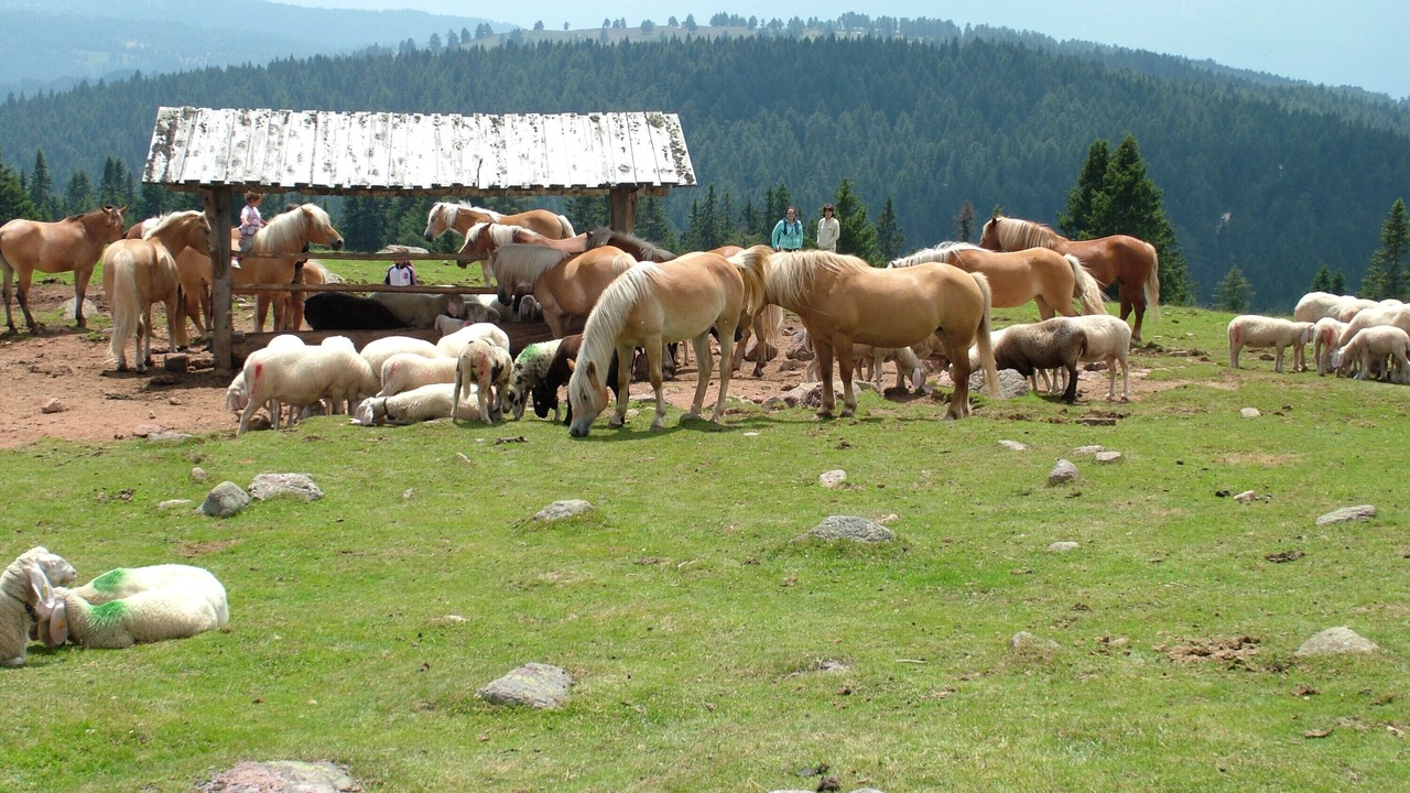 Photo of Others in Meltina