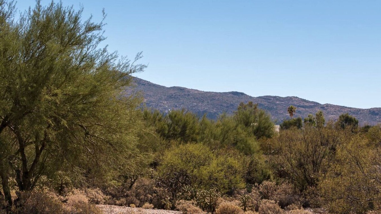 Photo of Others in Saguaro Shadows