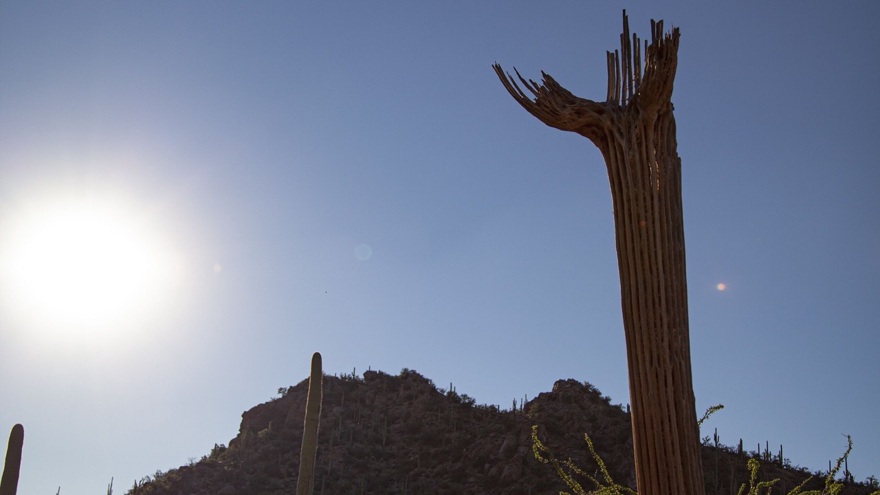 Photo of Others in Tucson