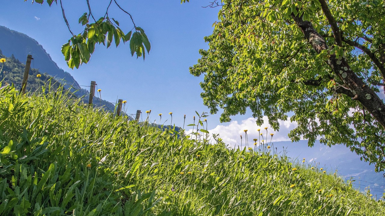 Photo of Others in Merano