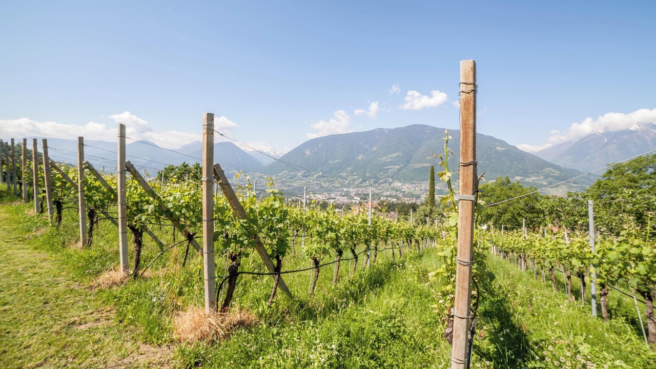 Photo of Others in Merano