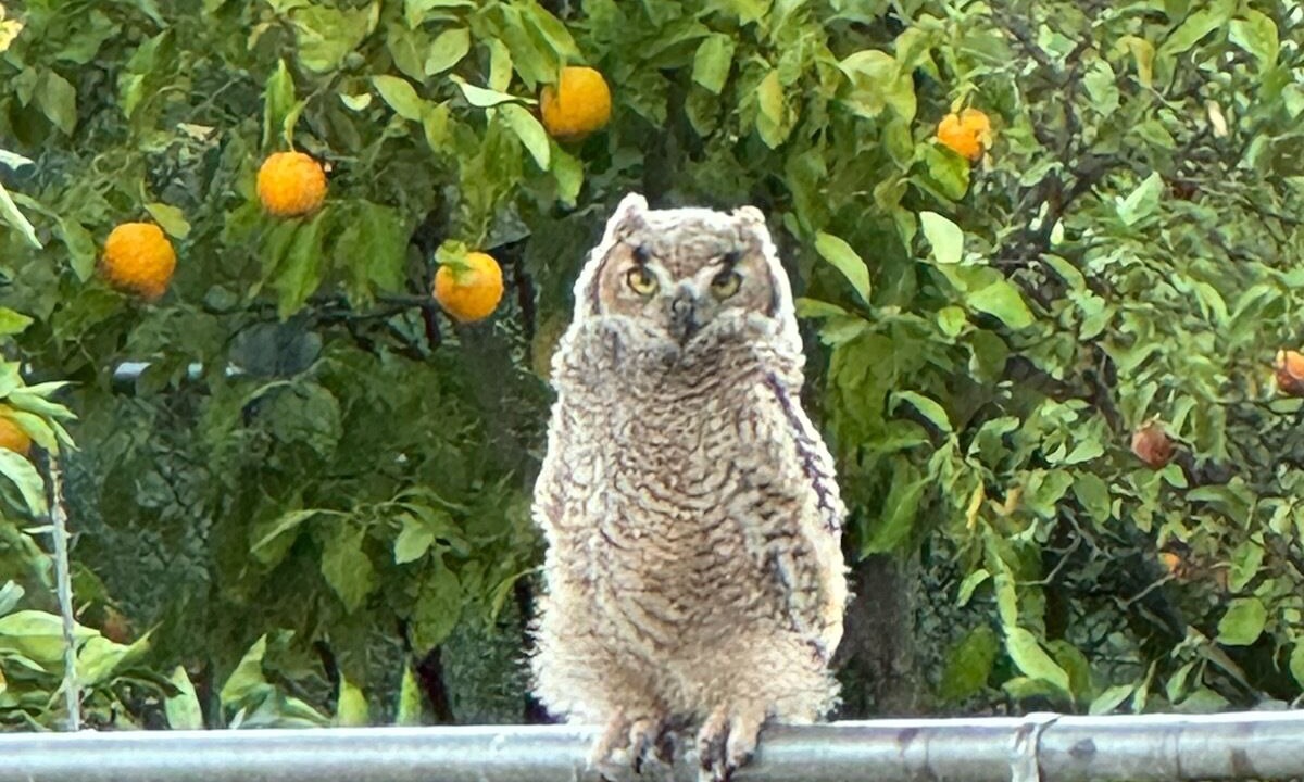Photo of Others in Saguaro Miraflores