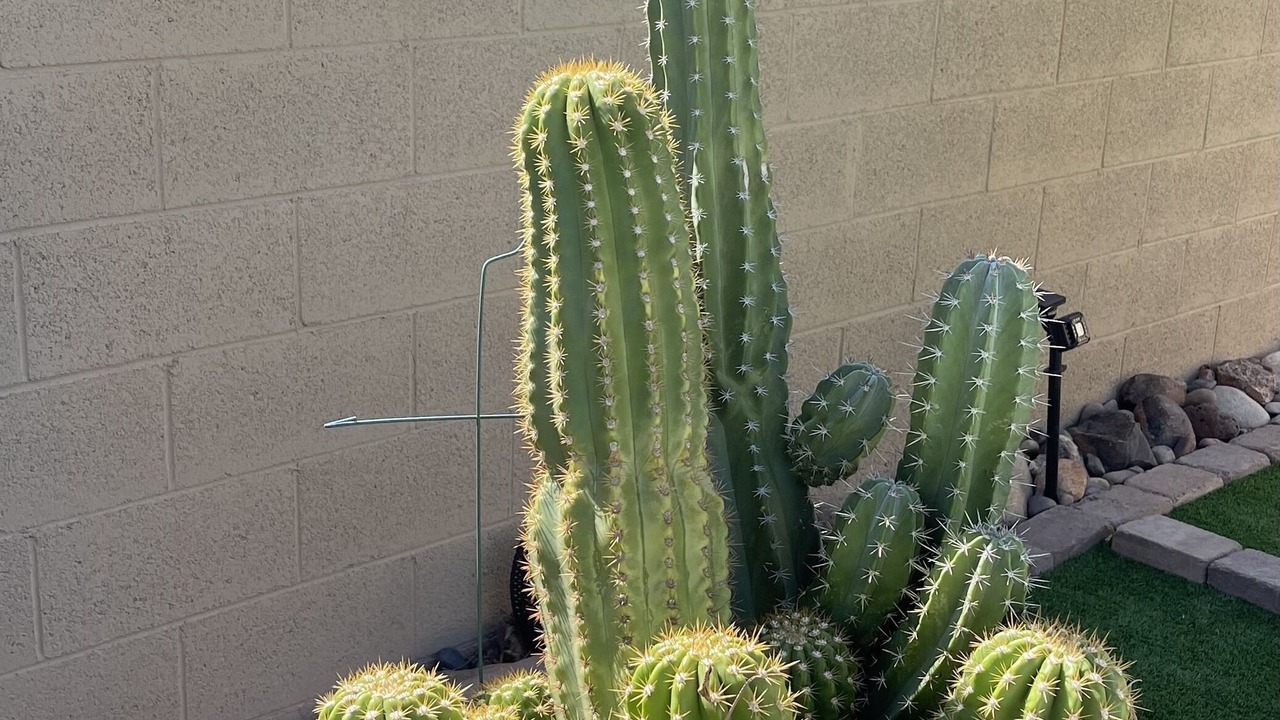 Photo of Others in Surprise Farms