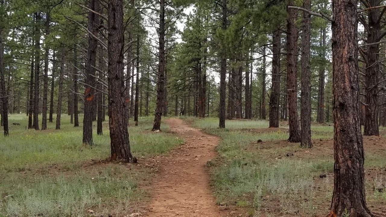 Photo of Others in Flagstaff