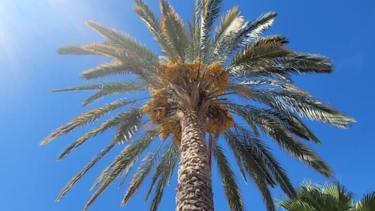 Photo of Others in Paradise Valley Village