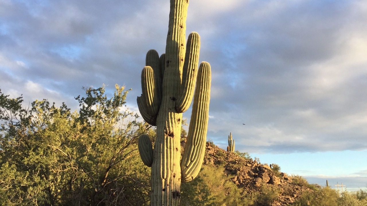Photo of Others in Gold Canyon