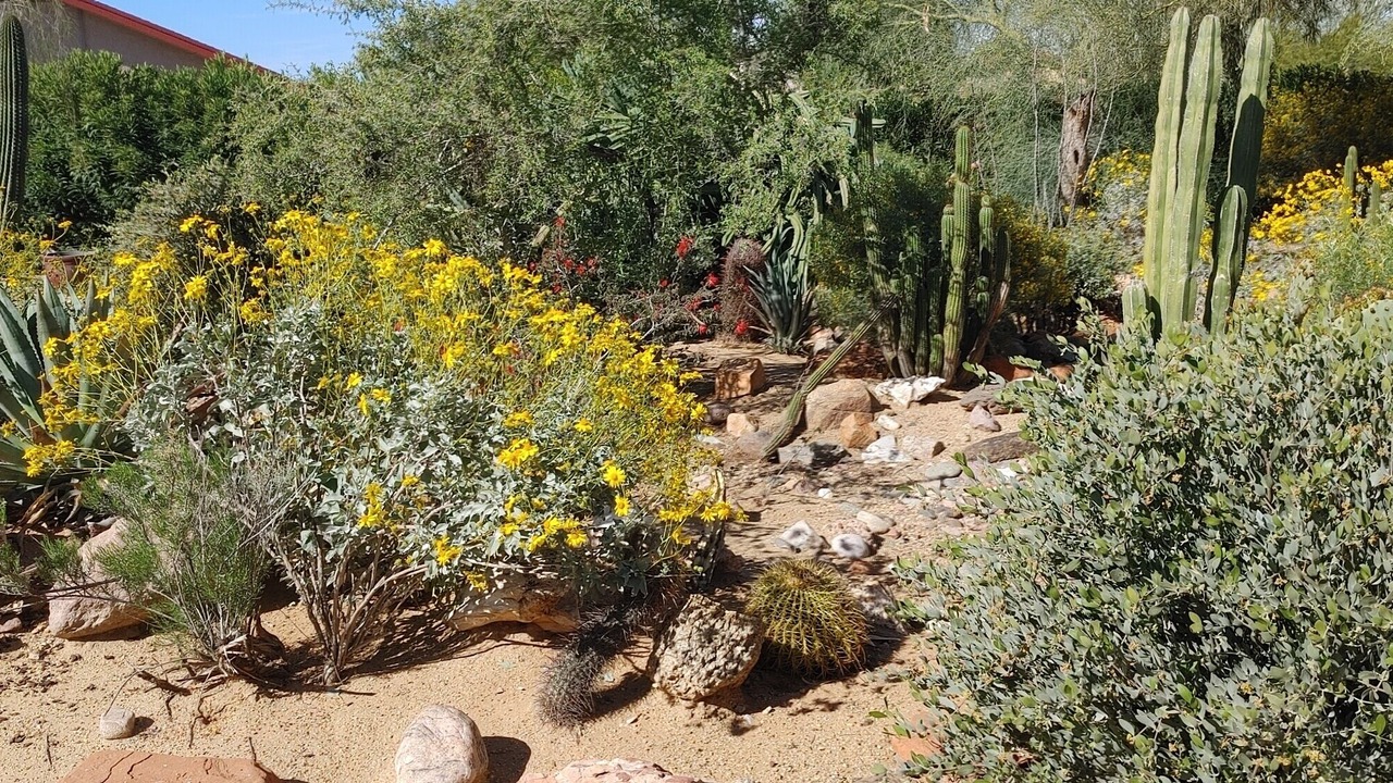 Photo of Outdoor in Sun City West