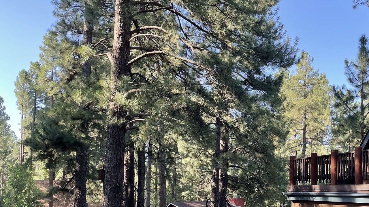 Photo of Outdoor in Mountainaire
