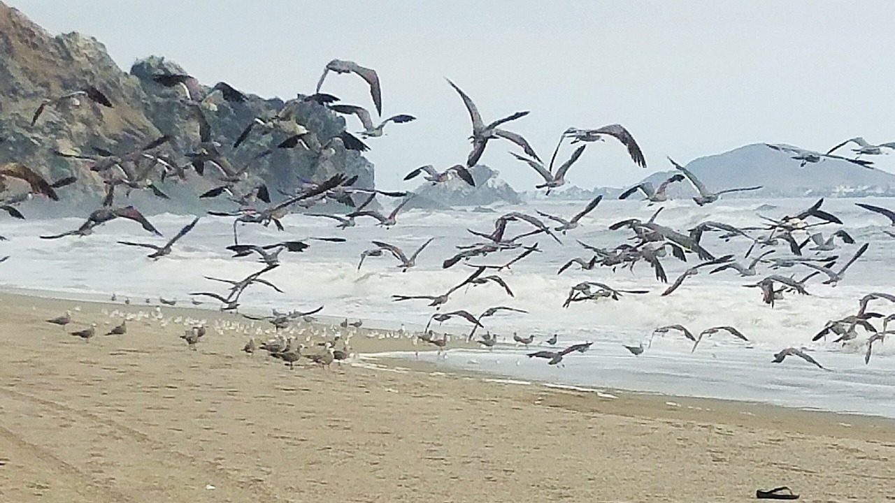Photo of Others in Cerro Azul