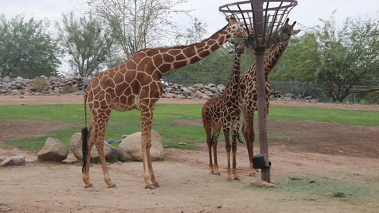 Photo of Others in South Scottsdale