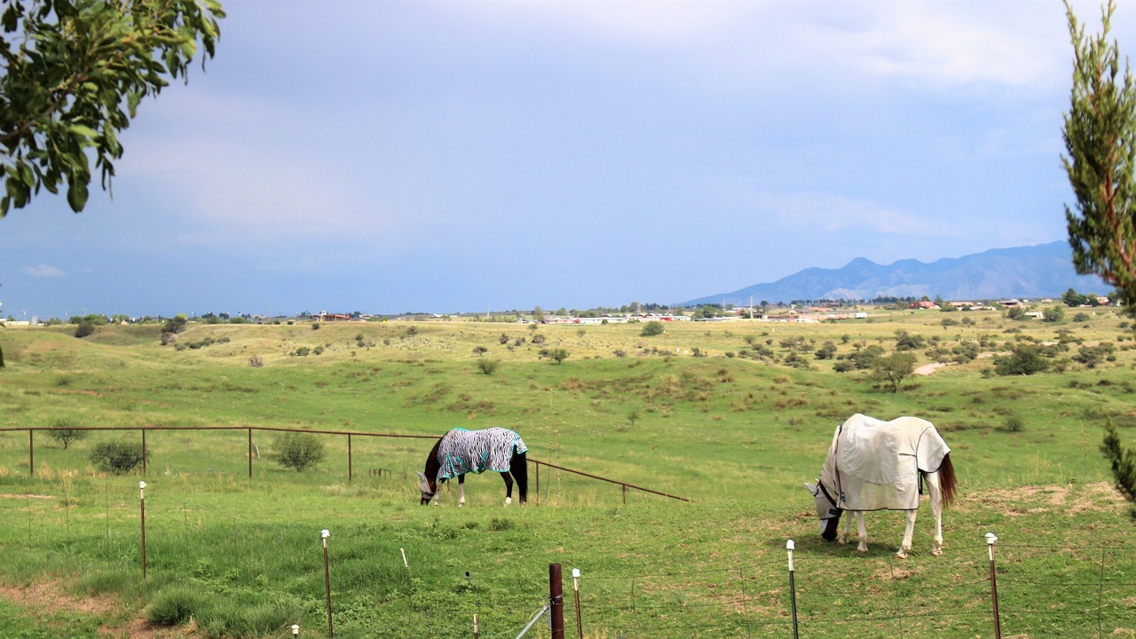 Photo of Others in Sonoita
