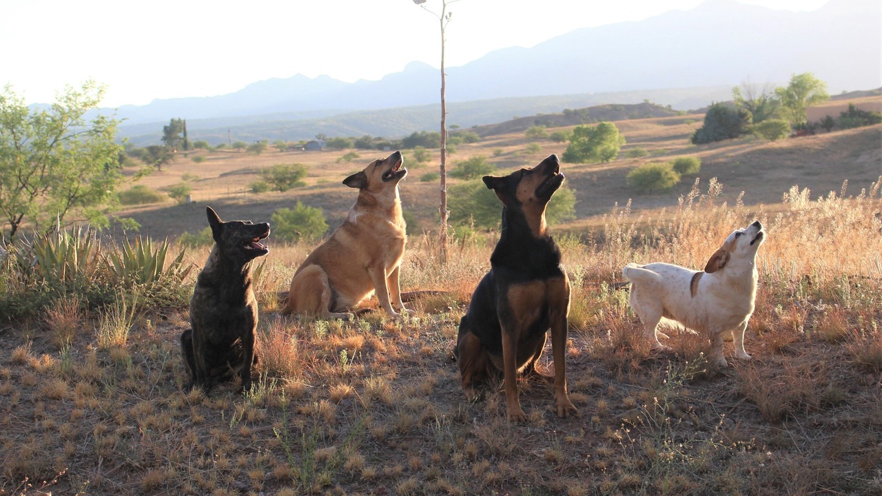 Photo of Others in Sonoita
